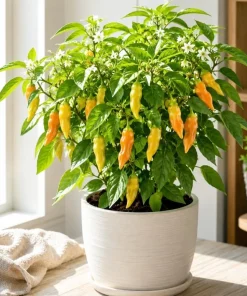 Sugar Rush Peach Pepper Live Plants - 2 Seedlings, 4-6 Inches Tall for Indoor/Outdoor Garden - Image 5
