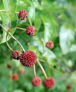 Sugar Shack Buttonbush Live Plant – 4 inch Pot – Fragrant Blooms – Outdoor Shrub - Image 2