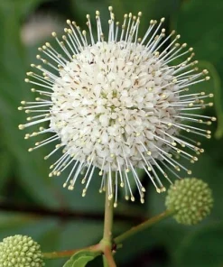 Sugar Shack Buttonbush Live Plant – 4 inch Pot – Fragrant Blooms – Outdoor Shrub - Image 3