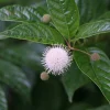 Sugar Shack Buttonbush Live Plant – 4 inch Pot – Fragrant Blooms – Outdoor Shrub - Image 1