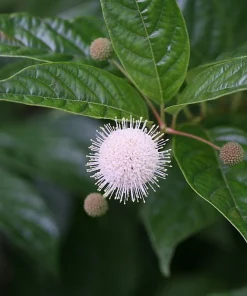Sugar Shack Buttonbush Live Plant – 4 inch Pot – Fragrant Blooms – Outdoor Shrub - Image 1