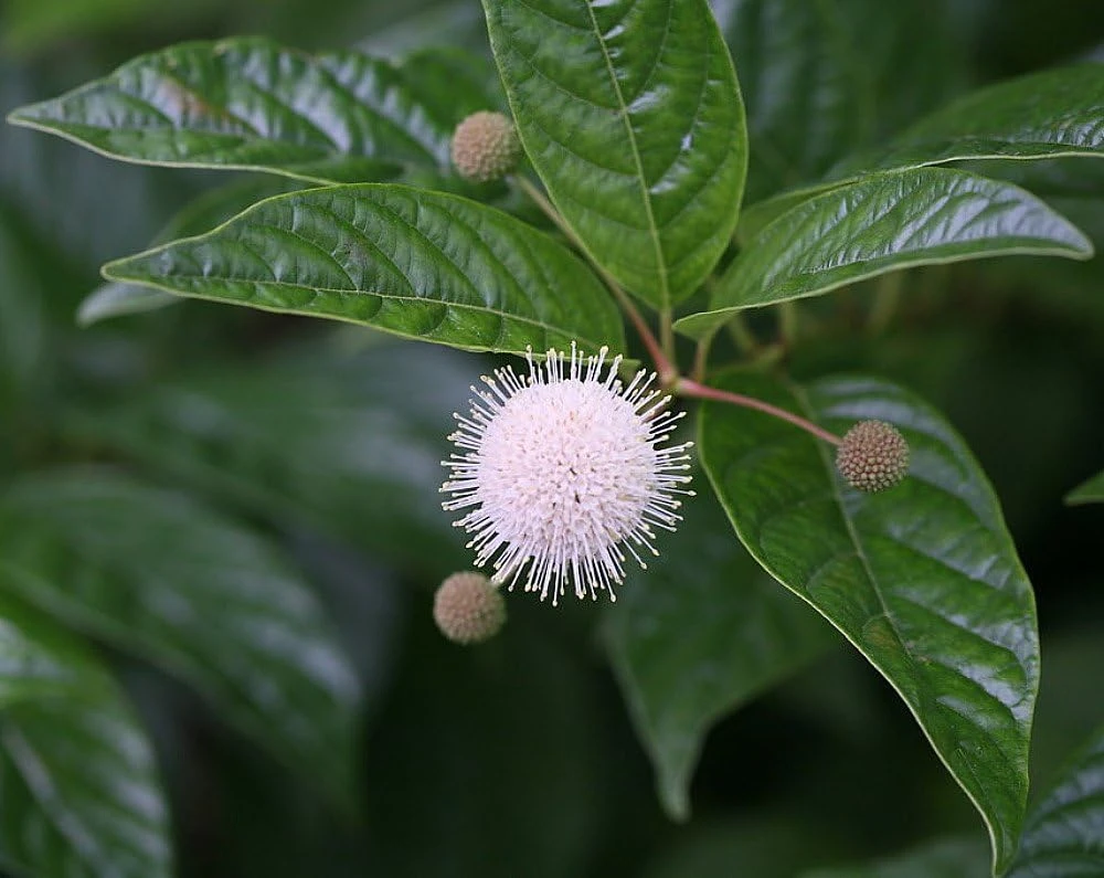 Sugar Shack Buttonbush Live Plant – 4 inch Pot – Fragrant Blooms – Outdoor Shrub - Image 1