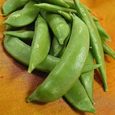 Sugar Snap Peas Seeds – 13 Grams – Edible Pods – 65-70 Days to Maturity - Image 1