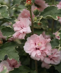 Sugar Tip Rose of Sharon Live Plant - Variegated Double Blooms - 4 inch Pot - Image 2
