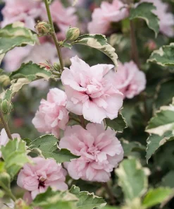 Sugar Tip Rose of Sharon Live Plant - Variegated Double Blooms - 4 inch Pot - Image 3