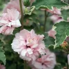 Sugar Tip Rose of Sharon Live Plant - Variegated Double Blooms - 4 inch Pot - Image 1
