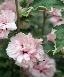 Sugar Tip Rose of Sharon Live Plant - Variegated Double Blooms - 4 inch Pot - Image 1