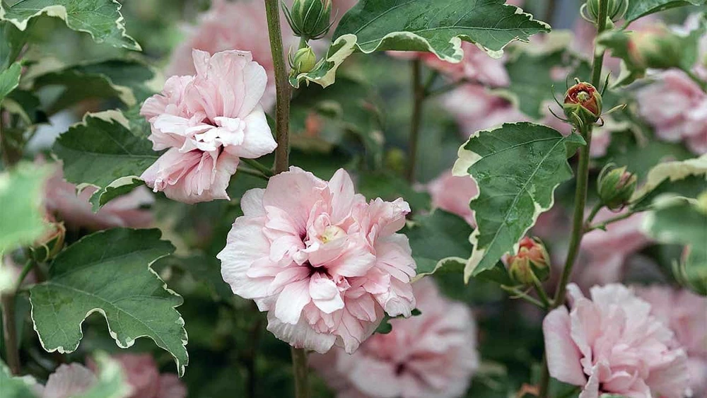 Sugar Tip Rose of Sharon Live Plant - Variegated Double Blooms - 4 inch Pot - Image 1