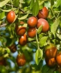 Sugarcane Jujube Chinese Date Live Plant & Seeds - Ziziphus jujuba - Image 2