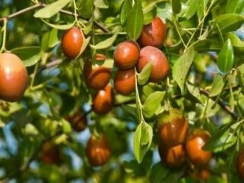 Sugarcane Jujube Chinese Date Live Plant & Seeds - Ziziphus jujuba - Image 2