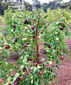 Sugarcane Jujube Chinese Date Live Plant & Seeds - Ziziphus jujuba - Image 3