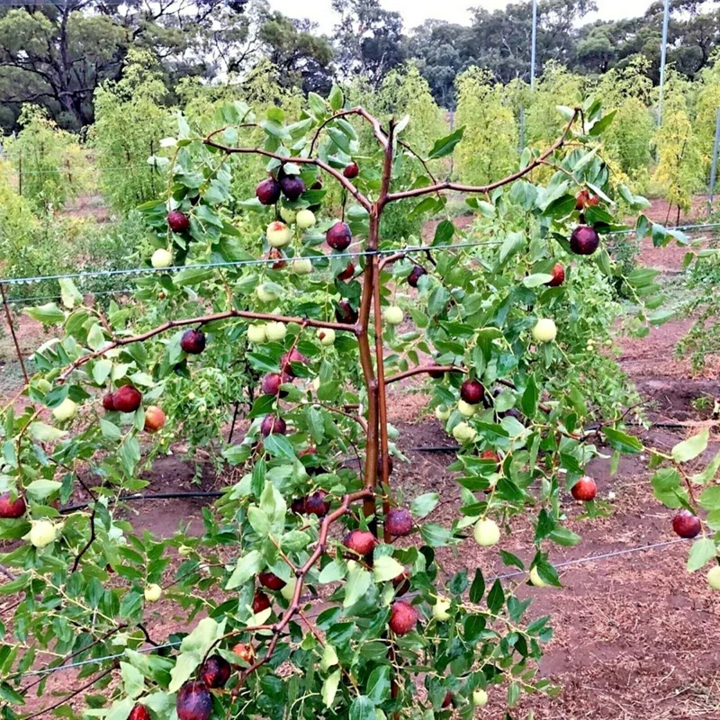 Sugarcane Jujube Chinese Date Live Plant & Seeds - Ziziphus jujuba - Image 3