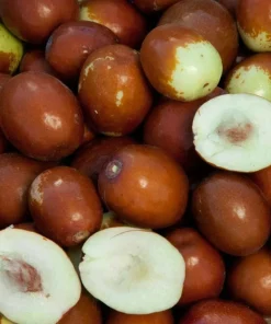 Sugarcane Jujube Chinese Date Live Plant & Seeds - Ziziphus jujuba - Image 4