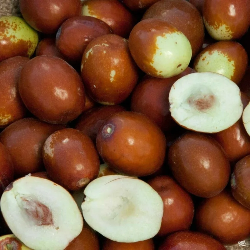 Sugarcane Jujube Chinese Date Live Plant & Seeds - Ziziphus jujuba - Image 4