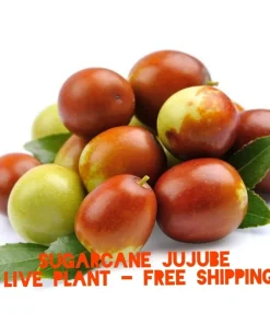 Sugarcane Jujube Chinese Date Live Plant & Seeds - Ziziphus jujuba - Image 1