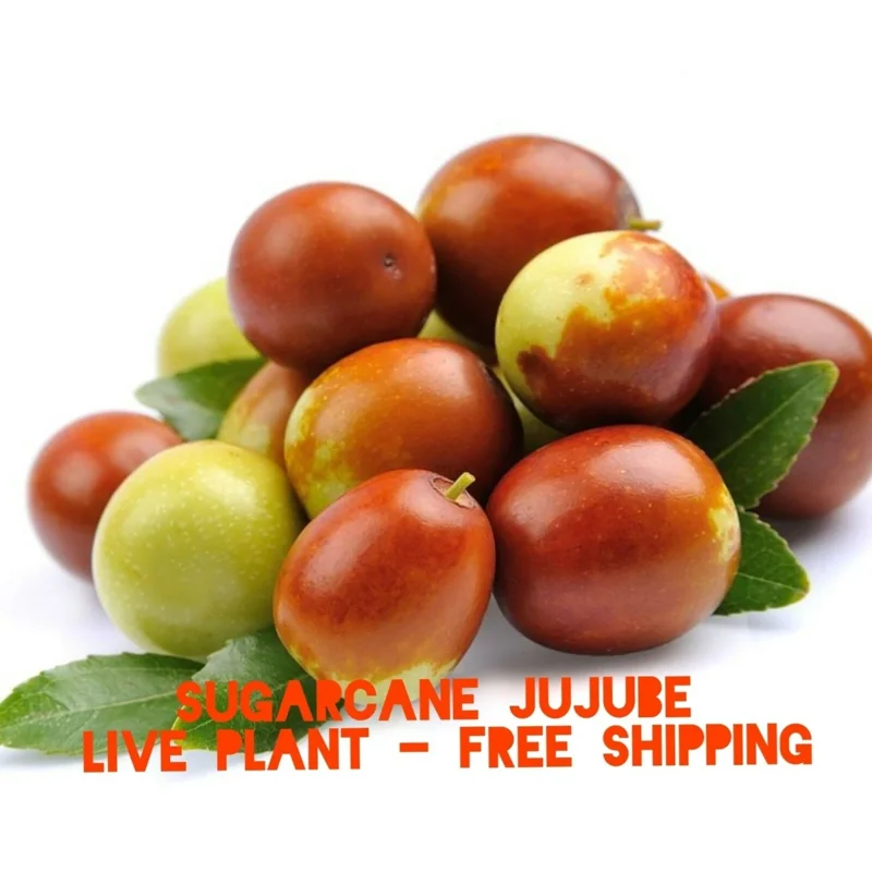 Sugarcane Jujube Chinese Date Live Plant & Seeds - Ziziphus jujuba - Image 1