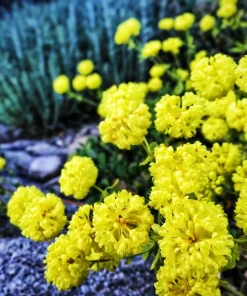 Sulphurflower Buckwheat Seeds - Eriogonum umbellatum Yellow Flower Perennial - Image 2