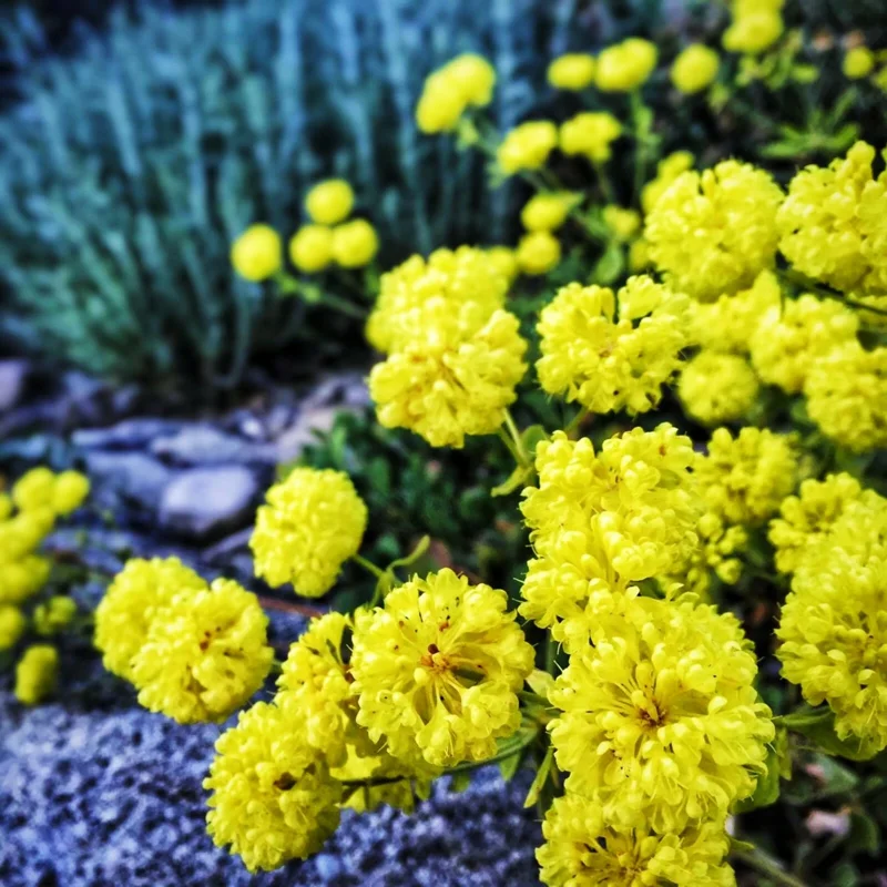Sulphurflower Buckwheat Seeds - Eriogonum umbellatum Yellow Flower Perennial - Image 2