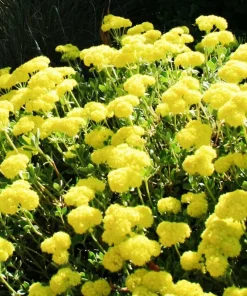 Sulphurflower Buckwheat Seeds - Eriogonum umbellatum Yellow Flower Perennial - Image 3