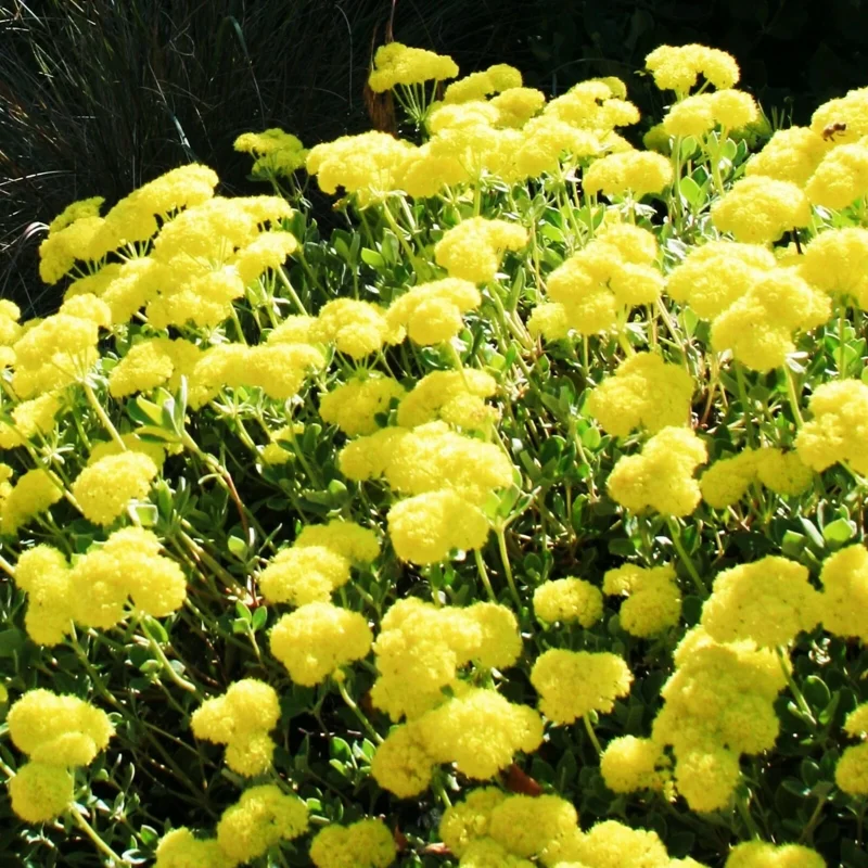 Sulphurflower Buckwheat Seeds - Eriogonum umbellatum Yellow Flower Perennial - Image 3