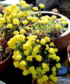 Sulphurflower Buckwheat Seeds - Eriogonum umbellatum Yellow Flower Perennial - Image 4