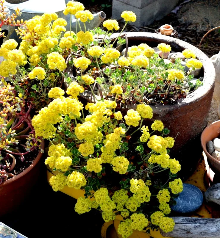 Sulphurflower Buckwheat Seeds - Eriogonum umbellatum Yellow Flower Perennial - Image 4