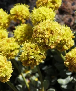 Sulphurflower Buckwheat Seeds - Eriogonum umbellatum Yellow Flower Perennial - Image 5