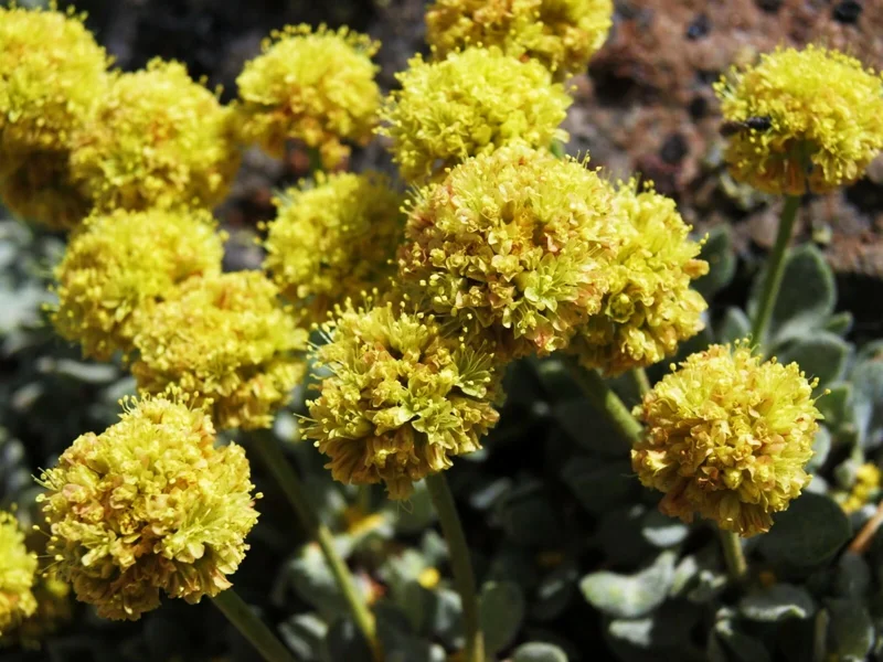 Sulphurflower Buckwheat Seeds - Eriogonum umbellatum Yellow Flower Perennial - Image 5
