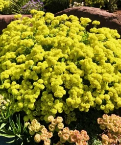 Sulphurflower Buckwheat Seeds - Eriogonum umbellatum Yellow Flower Perennial - Image 6