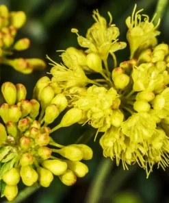Sulphurflower Buckwheat Seeds - Eriogonum umbellatum Yellow Flower Perennial - Image 7