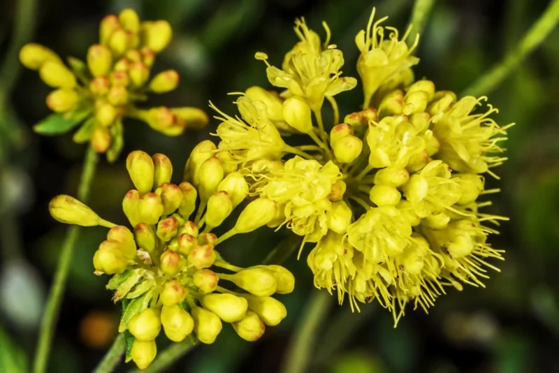 Sulphurflower Buckwheat Seeds - Eriogonum umbellatum Yellow Flower Perennial - Image 7