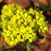 Sulphurflower Buckwheat Seeds - Eriogonum umbellatum Yellow Flower Perennial - Image 1