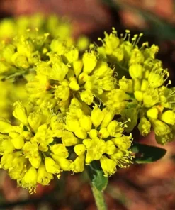 Sulphurflower Buckwheat Seeds - Eriogonum umbellatum Yellow Flower Perennial - Image 1