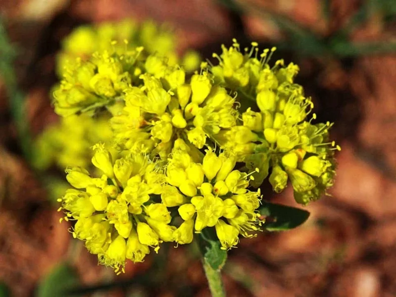 Sulphurflower Buckwheat Seeds - Eriogonum umbellatum Yellow Flower Perennial - Image 1