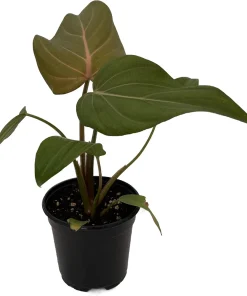 Summer Glory Philodendron Live Plant – 4 inch Pot – Indoor Houseplant - Image 2