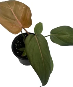 Summer Glory Philodendron Live Plant – 4 inch Pot – Indoor Houseplant - Image 3