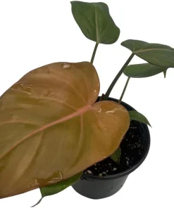 Summer Glory Philodendron Live Plant – 4 inch Pot – Indoor Houseplant - Image 4