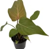 Summer Glory Philodendron Live Plant – 4 inch Pot – Indoor Houseplant - Image 1