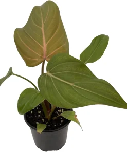 Summer Glory Philodendron Live Plant – 4 inch Pot – Indoor Houseplant - Image 1