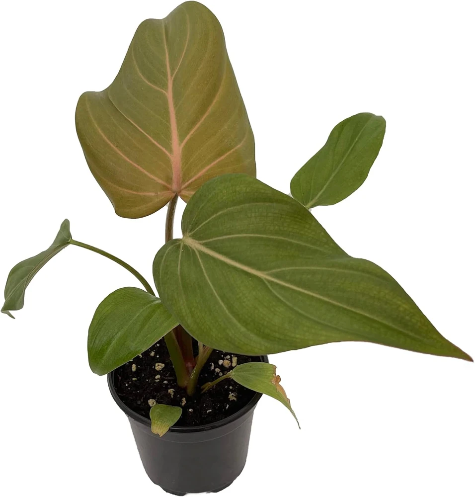 Summer Glory Philodendron Live Plant – 4 inch Pot – Indoor Houseplant - Image 1