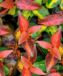Summer Sunset Jasmine Live Plant – 4