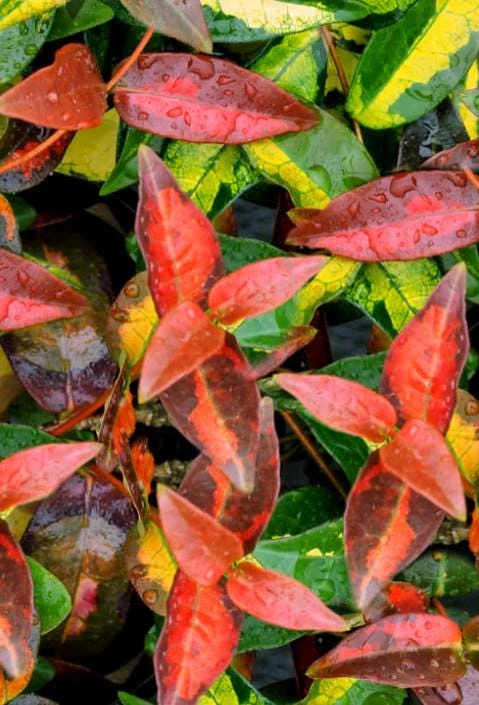 Summer Sunset Jasmine Live Plant – 4" Pot – Fragrant Flowering Vine – Outdoor - Image 2