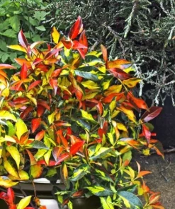 Summer Sunset Jasmine Live Plant – 4
