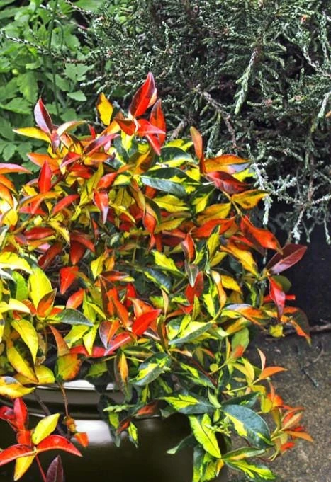 Summer Sunset Jasmine Live Plant – 4" Pot – Fragrant Flowering Vine – Outdoor - Image 3