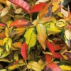 Summer Sunset Jasmine Live Plant – 4" Pot – Fragrant Flowering Vine – Outdoor - Image 1