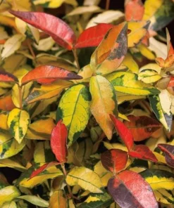Summer Sunset Jasmine Live Plant – 4