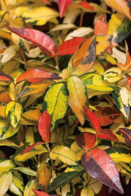 Summer Sunset Jasmine Live Plant – 4" Pot – Fragrant Flowering Vine – Outdoor - Image 1