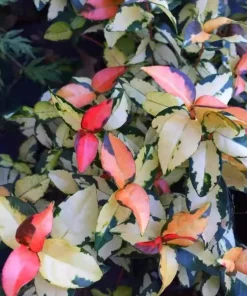 Summer Sunset Jasmine Live Plant – 4