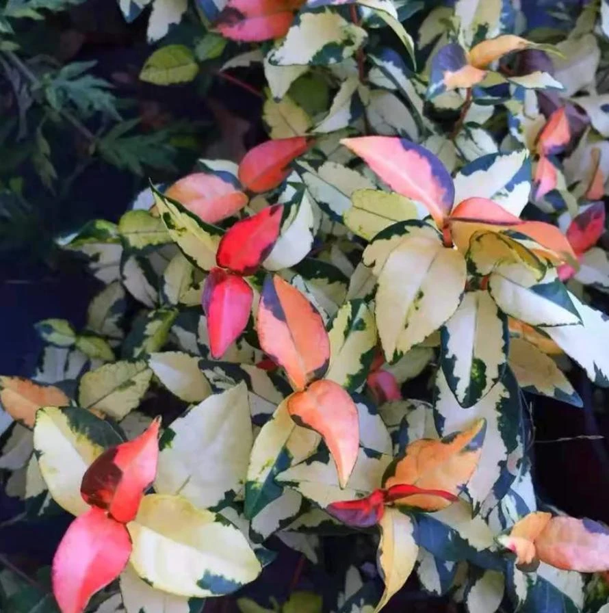 Summer Sunset Jasmine Live Plant – 4" Pot – Fragrant Flowering Vine – Outdoor - Image 4
