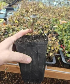 Summer Sunset Jasmine Live Plant – 4